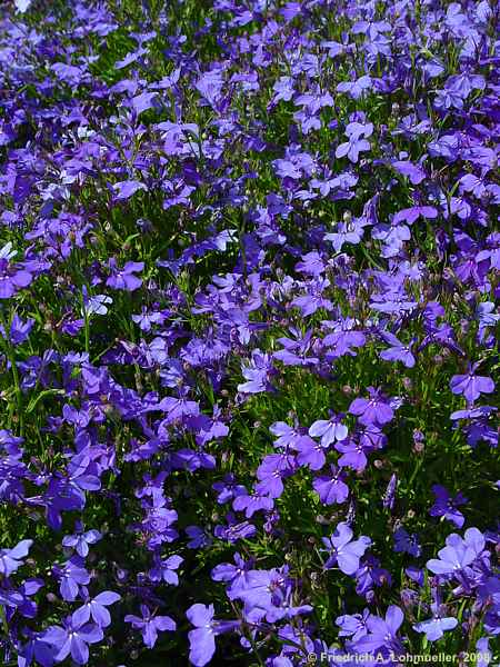 Lobelia ernius