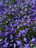 Lobelia ernius