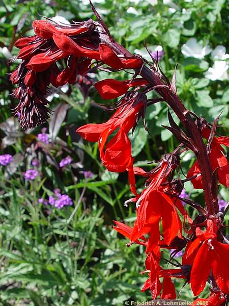 Lobelia fulgens