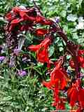 Lobelia fulgens