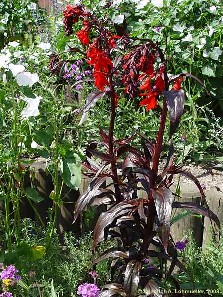 Lobelia fulgens