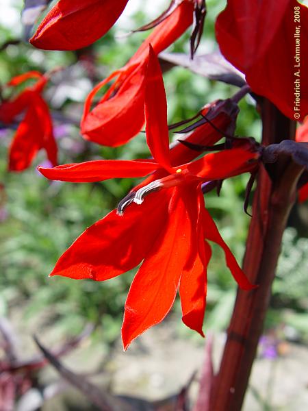 Lobelia fulgens