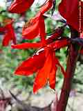 Lobelia fulgens