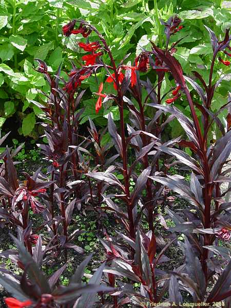 Lobelia fulgens