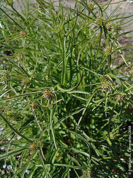 Phyteuma scheuchzeri