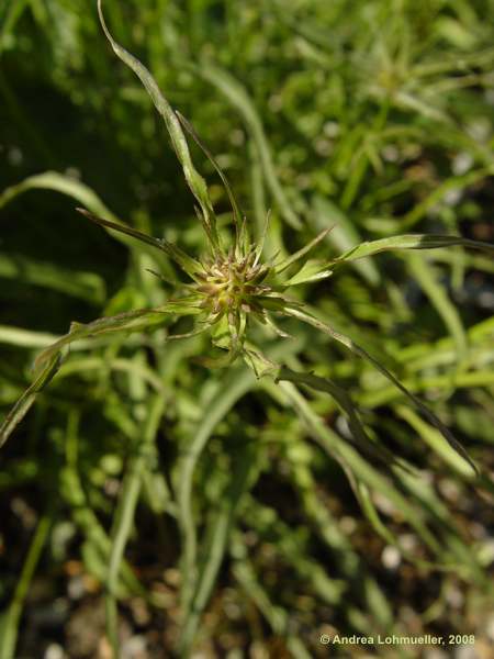 Phyteuma scheuchzeri