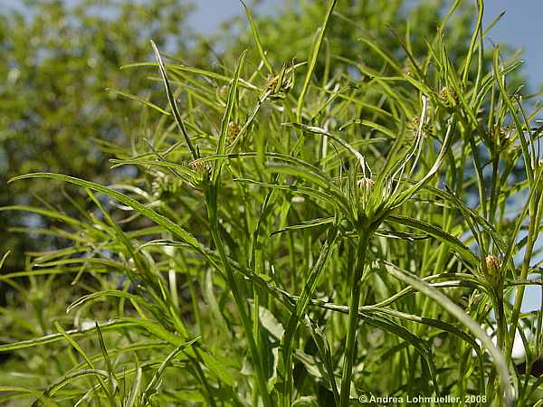 Phyteuma scheuchzeri