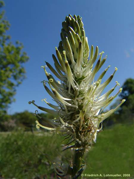 Phyteuma spicatum