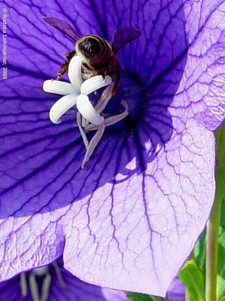 Platycodon grandiflorus