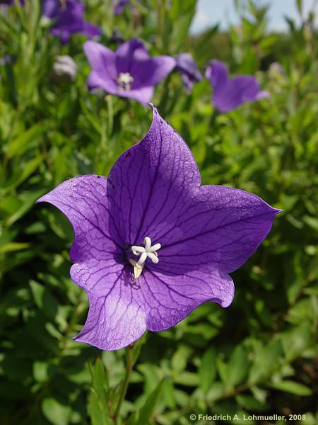 Platycodon grandiflorus