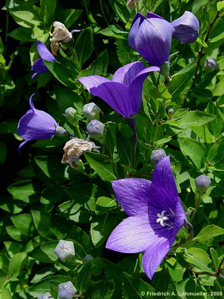 Platycodon grandiflorus