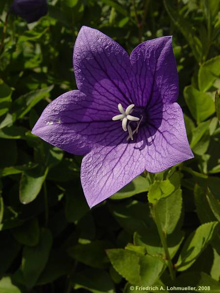 Platycodon grandiflorus