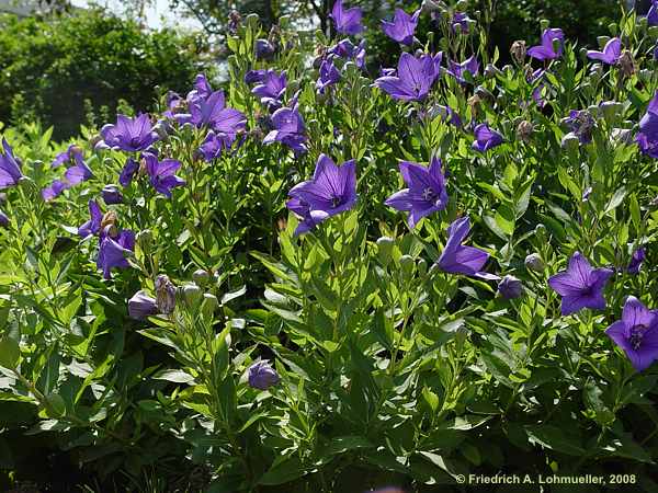 Platycodon grandiflorus