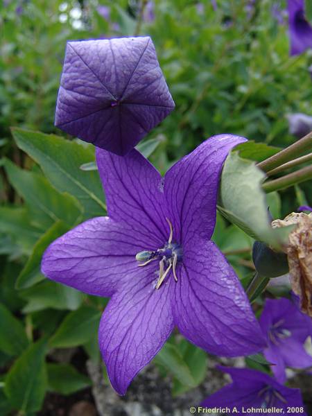 Platycodon grandiflorus