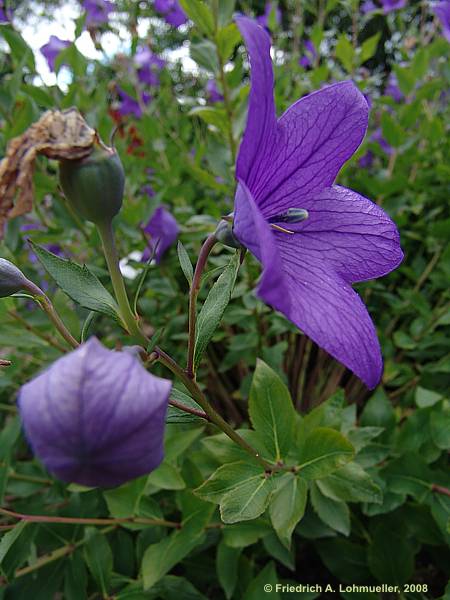 Platycodon grandiflorus