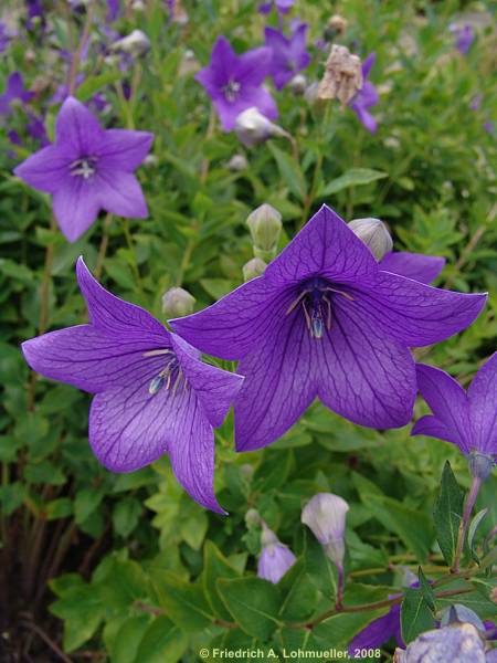 Platycodon grandiflorus