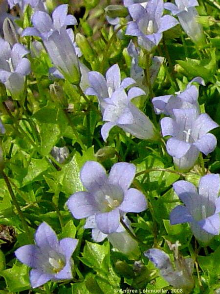 Wahlenbergia hederacea