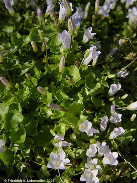 Wahlenbergia hederacea