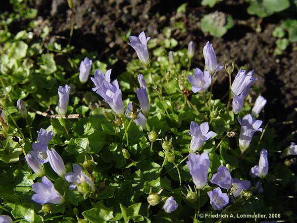 Wahlenbergia hederacea