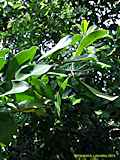 Canellaceae