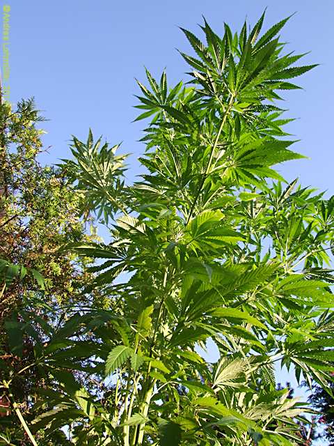 Cannabis sativa