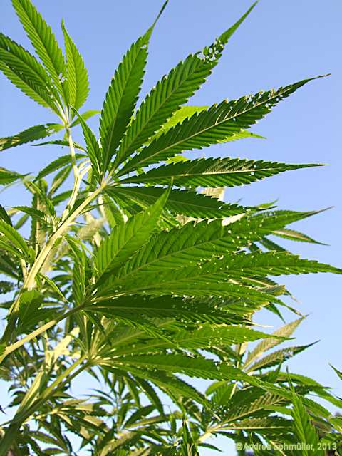 Cannabis sativa