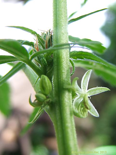 Cannabis sativa