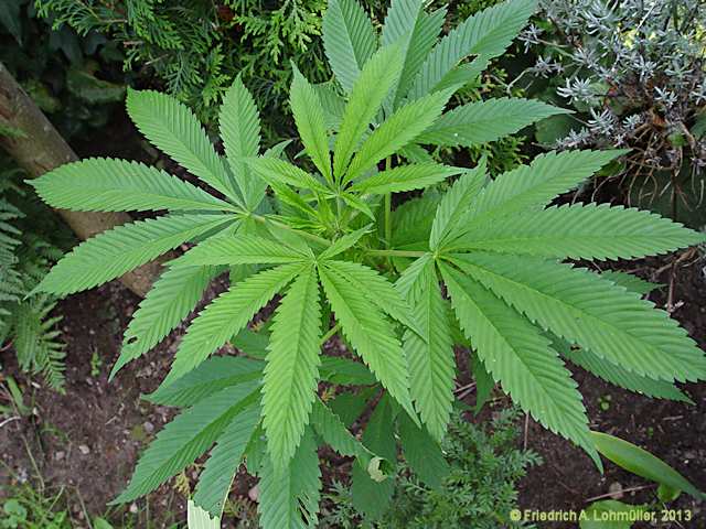 Cannabis sativa