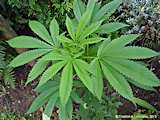 Cannabis sativa