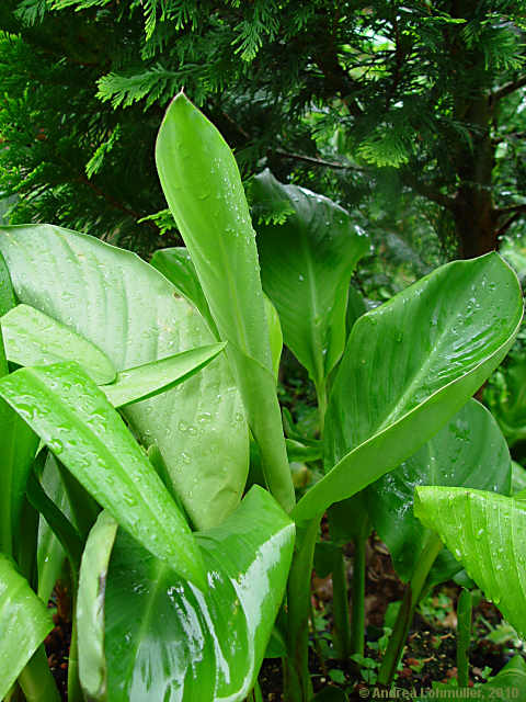 Canna indica