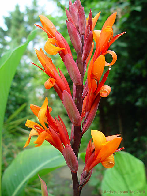 Canna indica