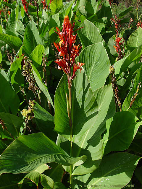 Canna indica