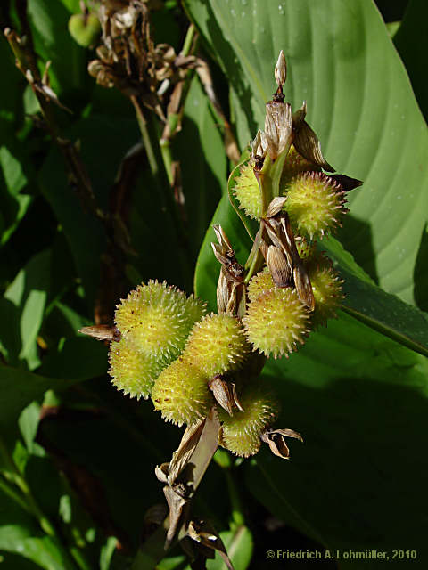 Canna indica