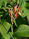 Canna indica