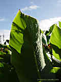 Canna indica