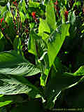 Canna indica