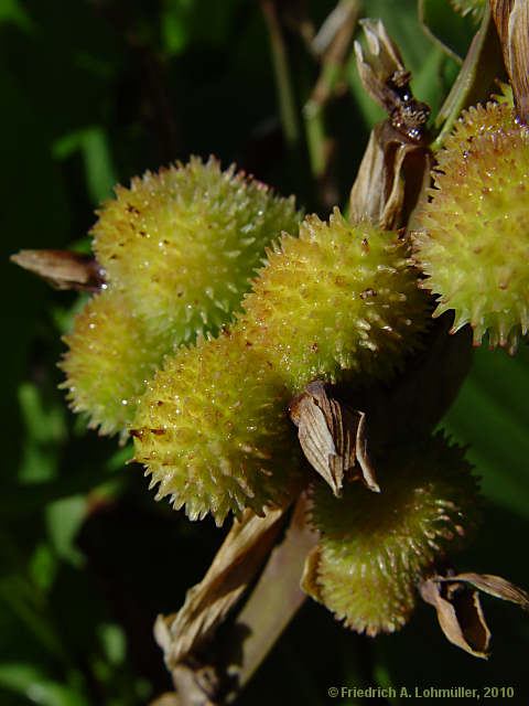 Canna indica