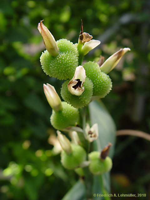 Canna indica hybr.