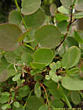 Capparis spinosa