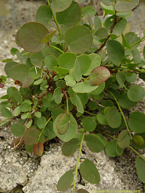Capparis spinosa