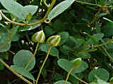 Capparis spinosa