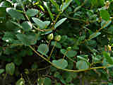 Capparis spinosa