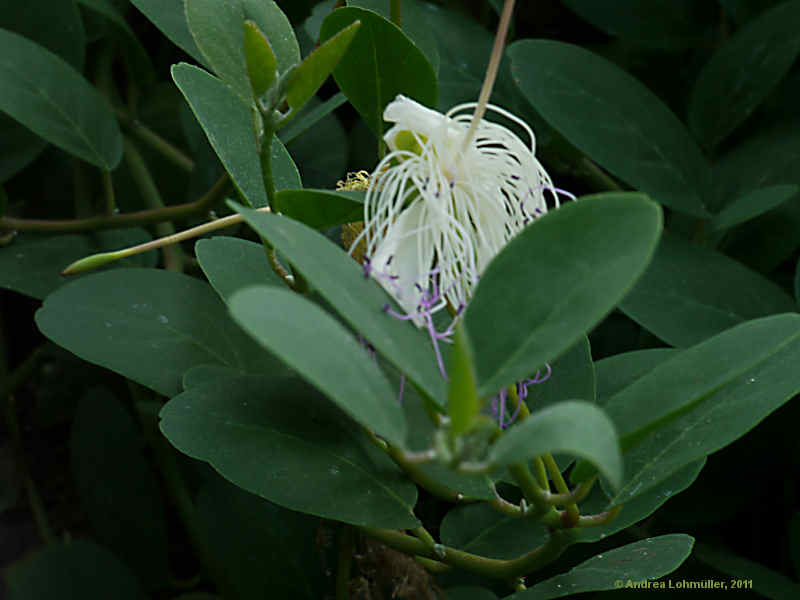 Capparis spinosa