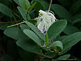 Capparis spinosa