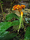 Steriphoma paradoxum