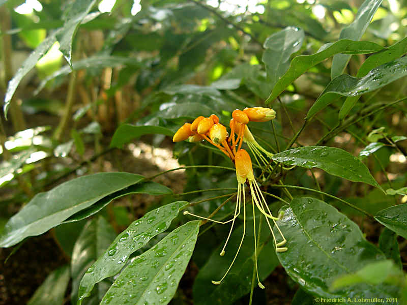 Steriphoma paradoxum