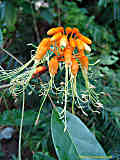 Steriphoma paradoxum