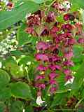 Leycesteria formosa