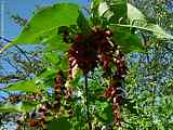 Leycesteria formosa