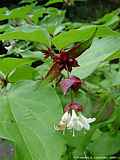 Leycesteria formosa